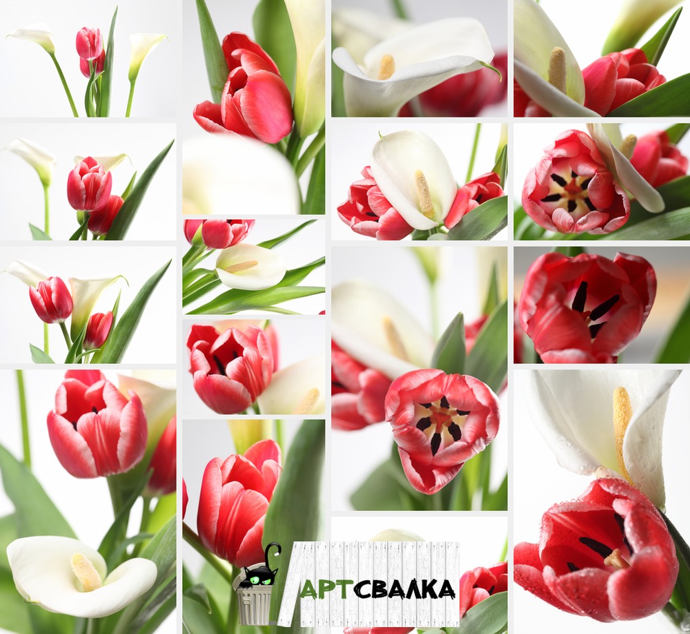 Красный тюльпан и белый калла. | Red tulips and white Calla.